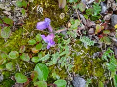 Arctic Locoweed thumbnail 3