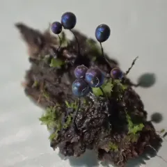 Lamproderma columbinum thumbnail 4