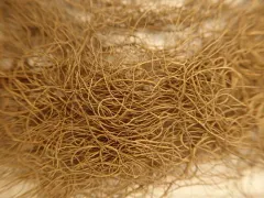 Mountain Horsehair Lichen thumbnail 2