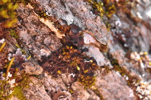 Dimpled Jellyskin Lichen