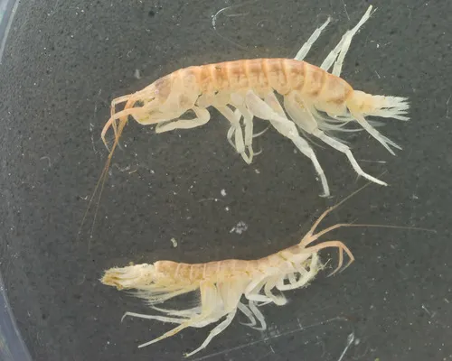 Protomedeia fasciata
