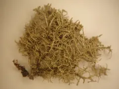 Usnea pacificana thumbnail 2
