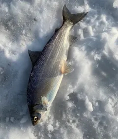 Lake Whitefish thumbnail 2