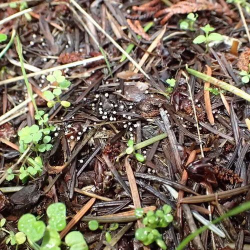 Lamproderma scintillans