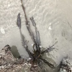 Feather Boa Kelp thumbnail 1