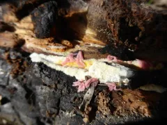 Ischnocybe plicata thumbnail 1