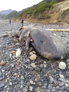 Sperm Whale thumbnail 2