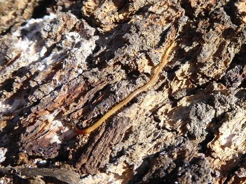 Dicellophilus limatus