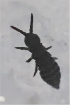 Hypogastrura harveyi thumbnail 3