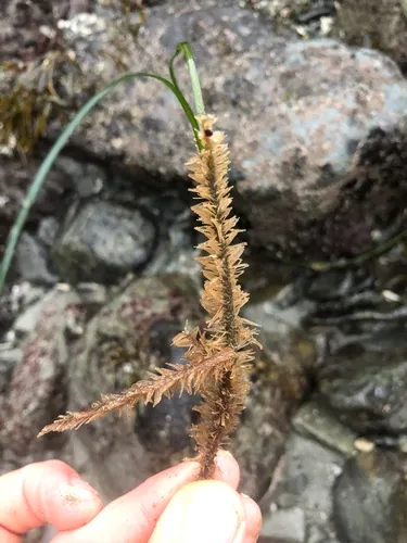 Amphisbetia furcata