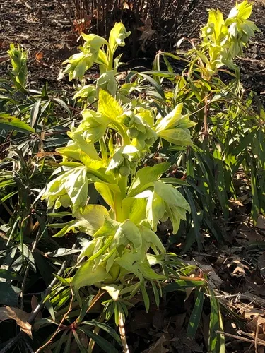 Stinking hellebore