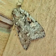 Grand Xestia Moth thumbnail 3