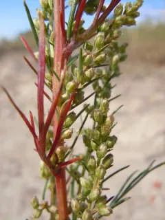 Field Sagewort thumbnail 3