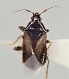 Xylocoris cursitans thumbnail 3