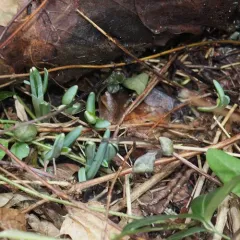 common snowdrop thumbnail 3