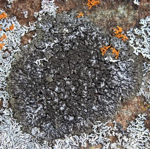 Dark Shadow Lichen