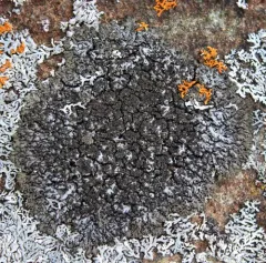 Dark Shadow Lichen thumbnail 1