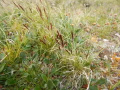 Baffin Fescue thumbnail 2
