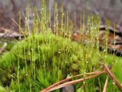 Pale Cow-hair Moss thumbnail 3