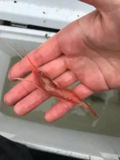 Ocean Shrimp thumbnail 4