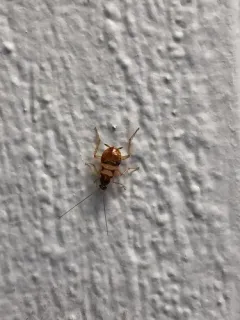 Brown-banded Cockroach thumbnail 3