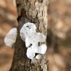 little nest polypore thumbnail 4