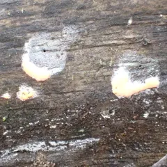 Dictydiaethalium plumbeum thumbnail 1