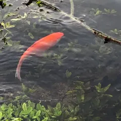 Goldfish thumbnail 2
