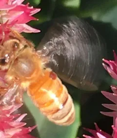 Varroa Mite thumbnail 2