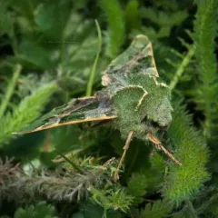 Pacific Green Sphinx thumbnail 4