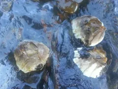 Wrinkled Barnacle thumbnail 1
