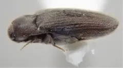 Trixagus chevrolati thumbnail 3