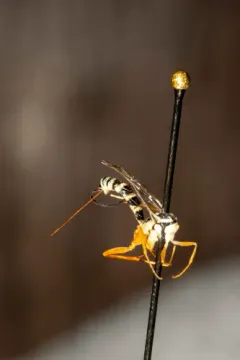 Sphelodon phoxopteridis thumbnail 3