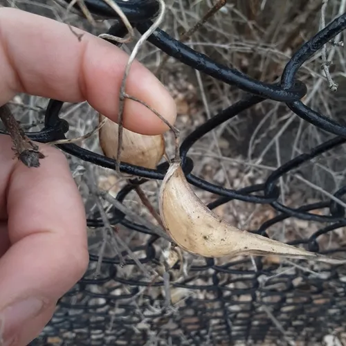 honey-vine climbing milkweed