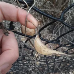 honey-vine climbing milkweed thumbnail 1
