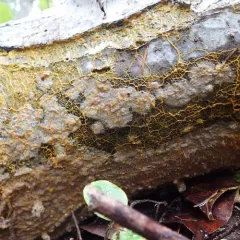 Badhamia utricularis thumbnail 3