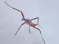 Chionea albertensis thumbnail 2