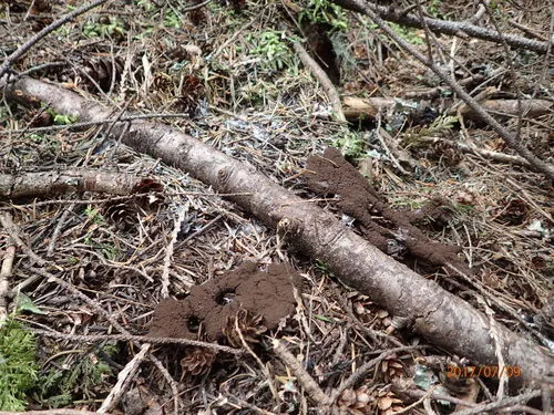 Amaurochaete tubulina