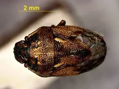 Neottiglossa sulcifrons thumbnail 2