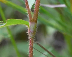 Carey's Smartweed thumbnail 3