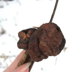 Sumac Gall Aphid thumbnail 3