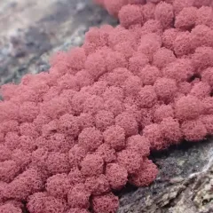 Arcyria incarnata thumbnail 4