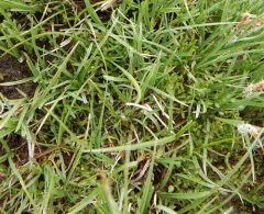northern field bittercress thumbnail 2