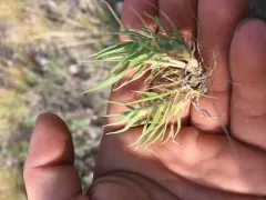 False Buffalograss thumbnail 2
