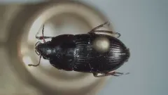 Amara neoscotica thumbnail 2