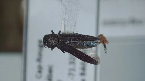 Agrilus nigricans
