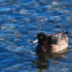Tufted Duck thumbnail 3