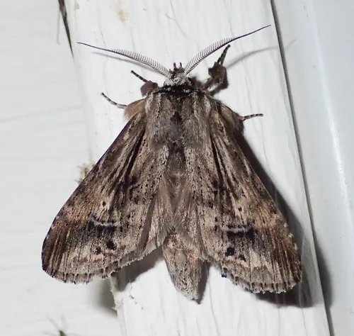 Black-spotted Prominent