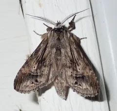 Black-spotted Prominent thumbnail 1