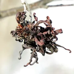 Eastern American alder tongue gall fungus thumbnail 2